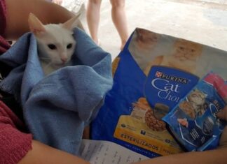 ¿Sabías que los gatos esterilizados requieren una alimentación especial para mantener su salud y bienestar?